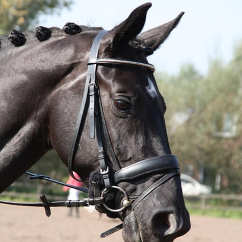 OP Versicherung f&uuml;r Pferde